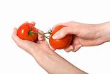 hands breaking fasten tomato isolated on white background 