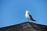 Gull Keeping Watch