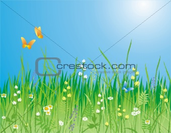 Flowers, grass and butterfly