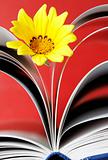 Flower and Book