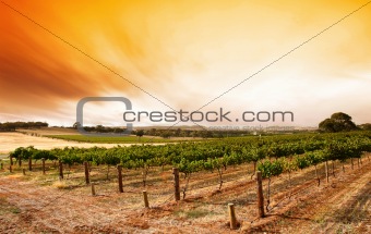 Summer Vineyard Sunrise