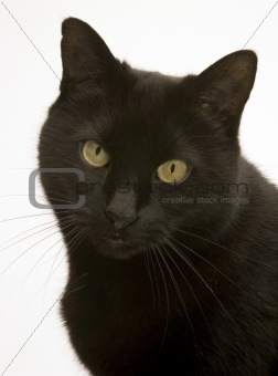 A Black cat 