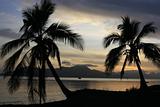 Palm trees at Sunrise