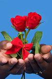 Valentine roses