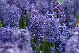  blue hyacinth