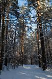 Winter pine forest