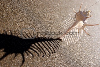 Seashell Shadow