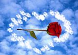 Rose in clouds 