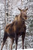 Alaskan Mama Moose