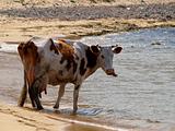 hungry spring cow on beach drinking form the sea