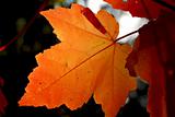 Fall maple leaf