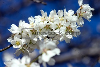 Flowering almond