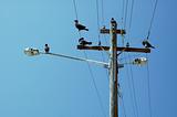 birds on a pole