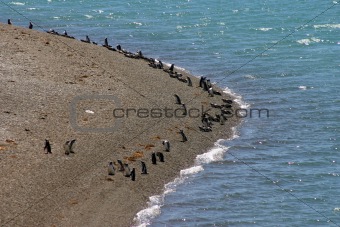 pinguins from magelan - patagonia