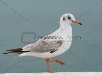 seagull