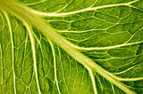lettuce leaf close-up