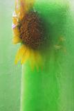 Frozen yellow sunflower