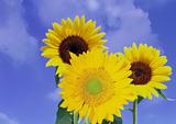 Sunflowers on blue sky