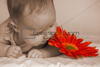 Baby Sepia Flower