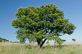 African Acacia tree 