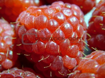 Rapberries 1