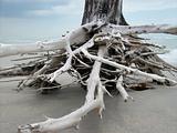 Dead Beach Tree