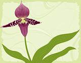 Orchid with Leaves on a Green Background