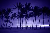 Purple Silhouette of Tall Palm Trees 