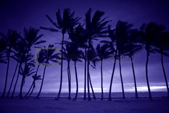 Purple Silhouette of Tall Palm Trees 