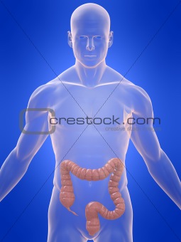 human colon