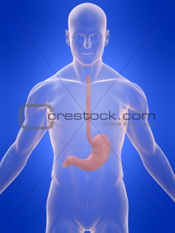 human stomach
