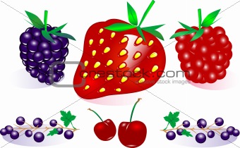 Vector Berry Collection