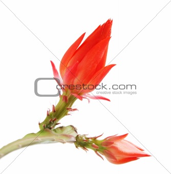 isolated blooming Orchid cactus