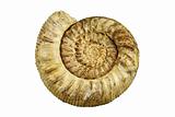  fossil sea shell