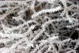 Branches covered with frost