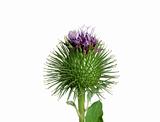 Spiny thistle flower isolated on white background