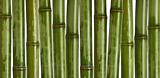 hard bamboo background