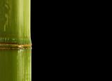 bamboo detail background