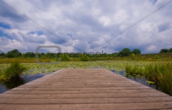 lily pond with clouds