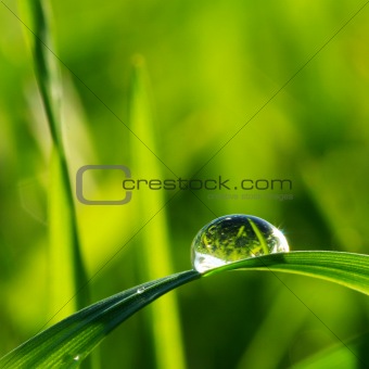 drop on  grass 