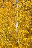 Yellow Gold Quaking Aspen Tree Leaves Close Up Leavenworth Washi