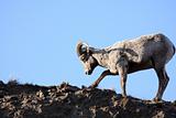 bighorn sheep digging up roots