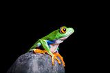 red-eyed tree frog on a rock