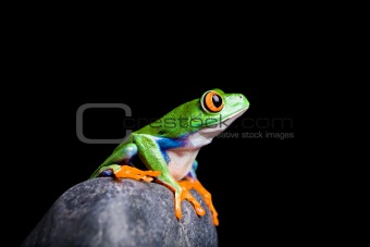 red-eyed tree frog on a rock