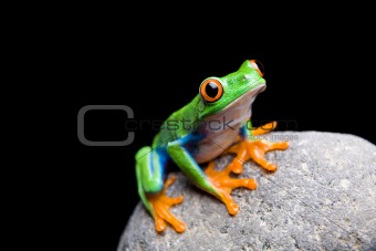 frog on a rock isolated