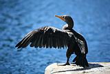 cormorant with extended wing