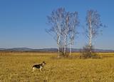 Landscape with birches and a dog