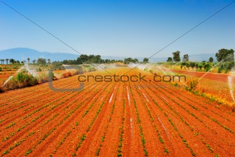 Irrigated farm