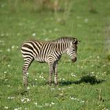 young zebra in the Serengeti