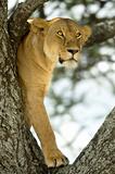 lioness in the tree